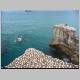 Gannet Colony 043.jpg